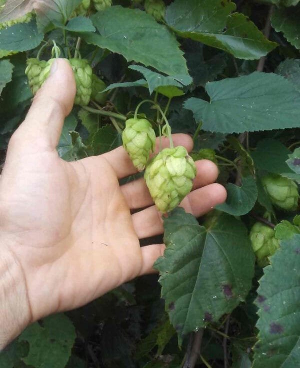 Wild Hops
