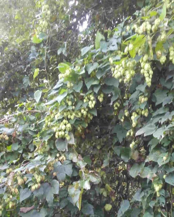 Wild Hops - Image 3