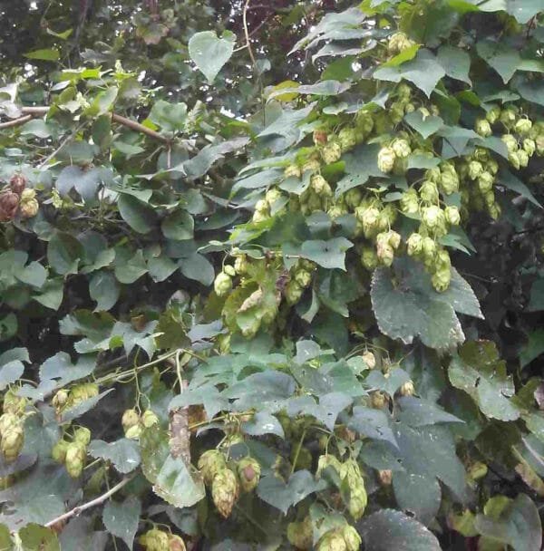 Wild Hops - Image 2