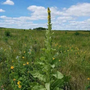 Mullein