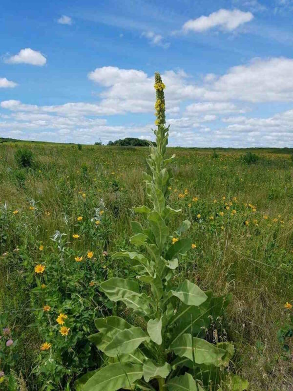 Mullein