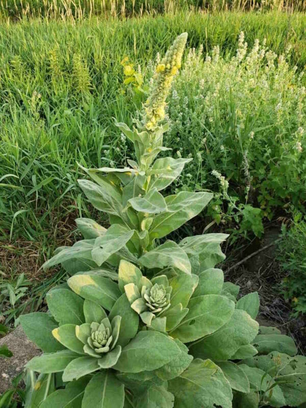 Mullein - Image 4