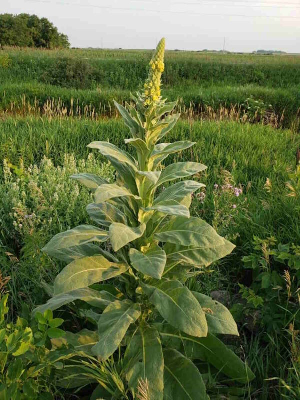 Mullein - Image 2