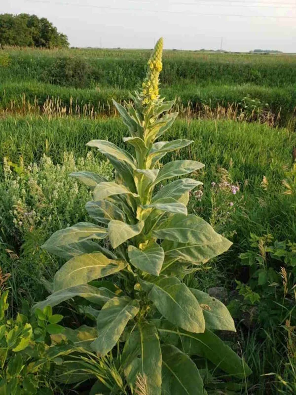 Mullein - Image 2