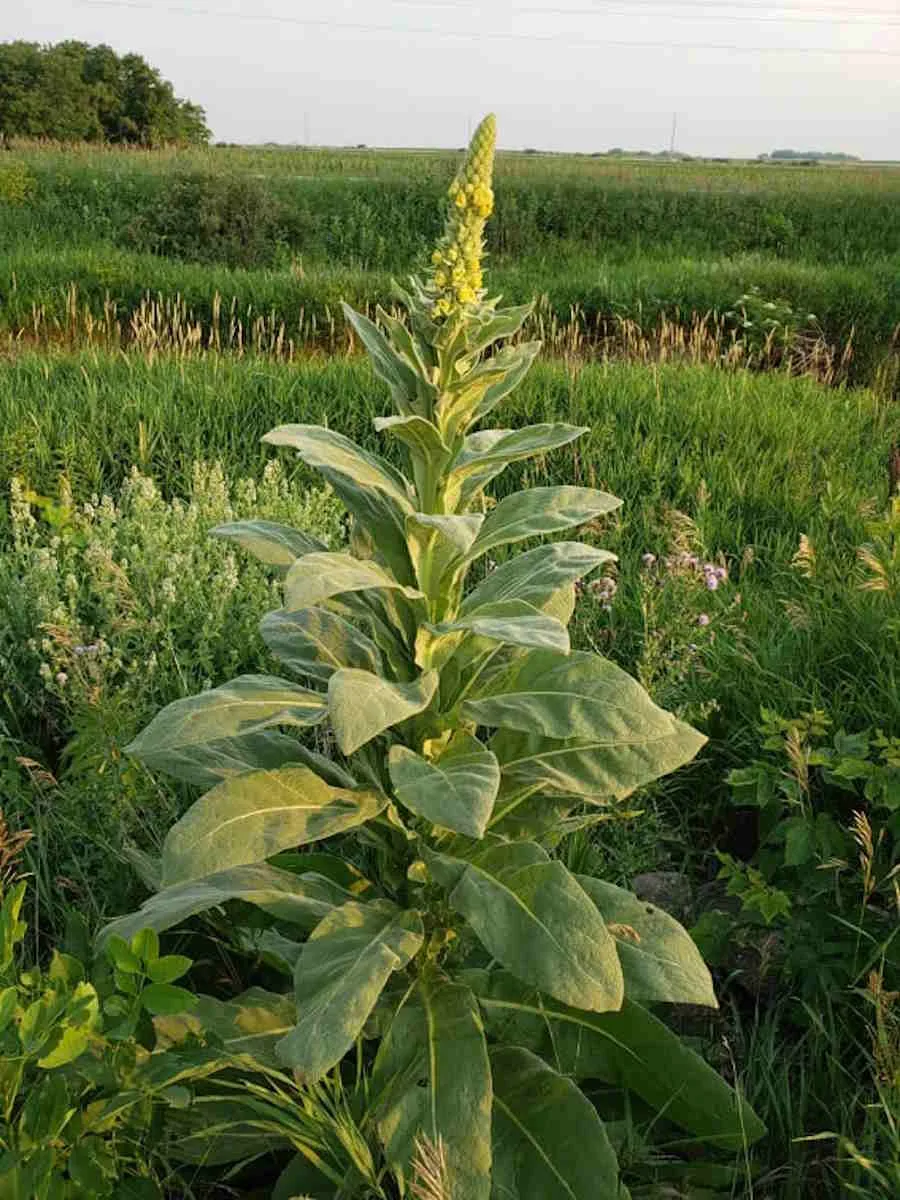 Mullein - Image 2