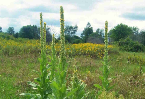 Mullein - Image 3