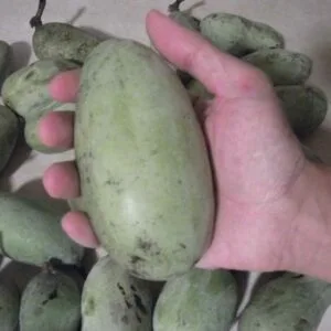 Pawpaw