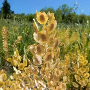 Field Pennycress