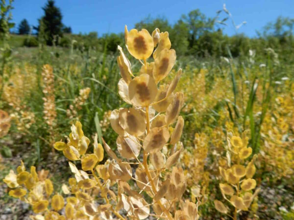 Field Pennycress