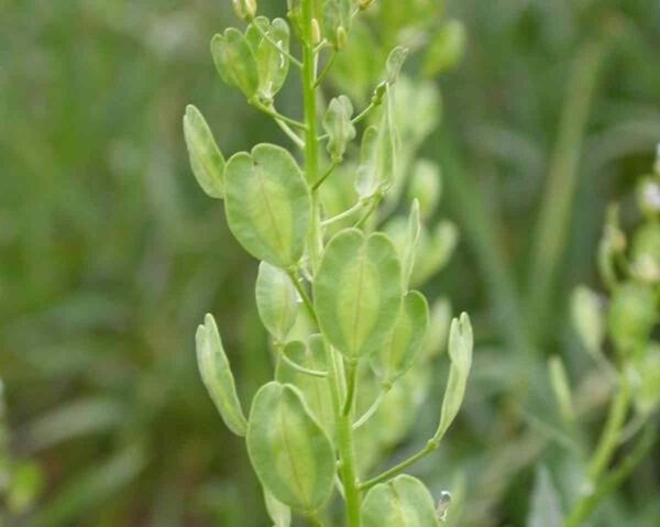 Field Pennycress - Image 4