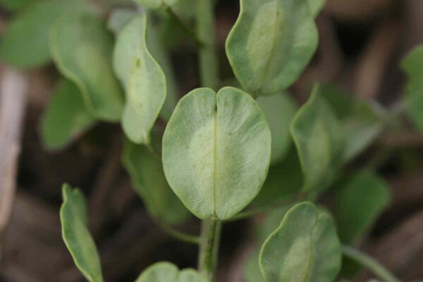 Field Pennycress - Image 2