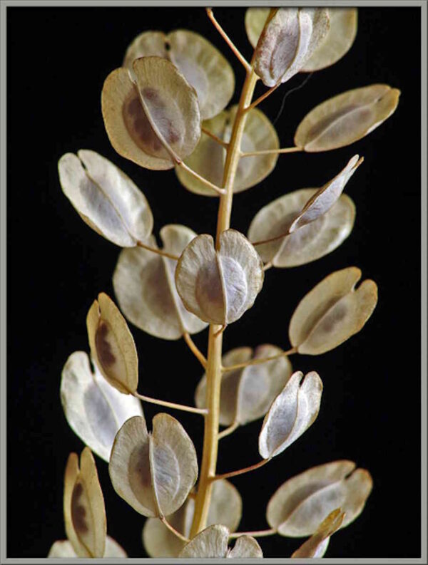 Field Pennycress - Image 3