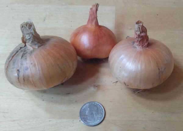 Potato Onion - Image 6