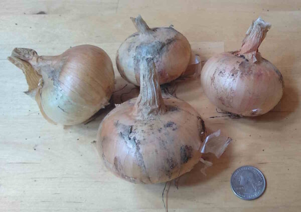 Potato Onion - Image 4