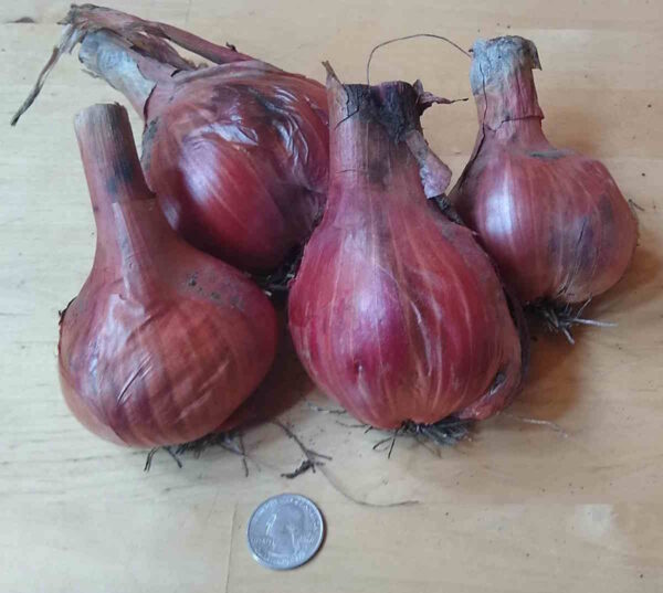 Potato Onion - Image 3