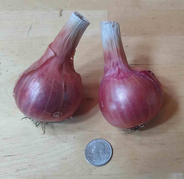 Potato Onion - Image 2