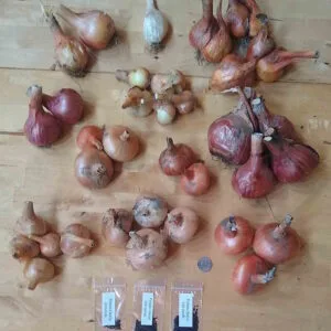 Potato onions