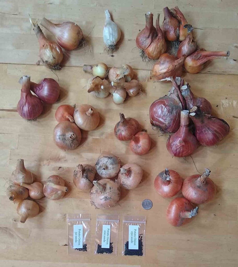 Potato onions
