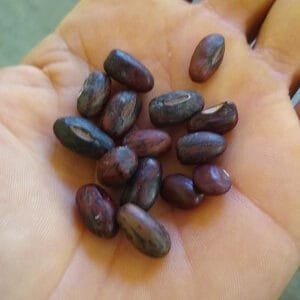 Seeds