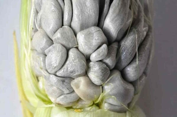 Huitlacoche Spores - Image 2