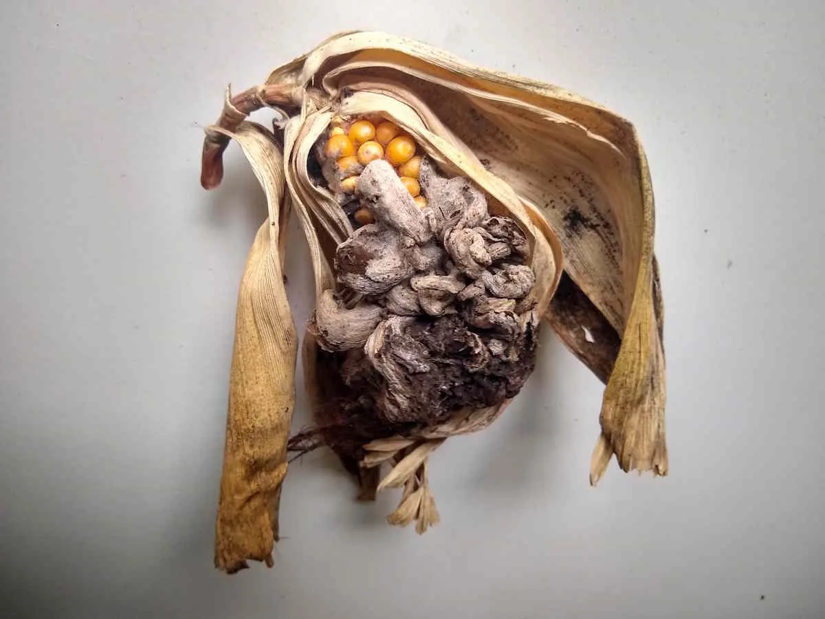 Huitlacoche Spores - Image 4