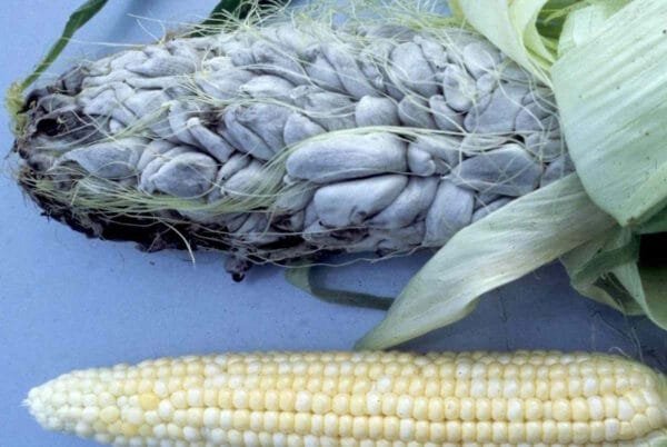 Huitlacoche Spores - Image 3
