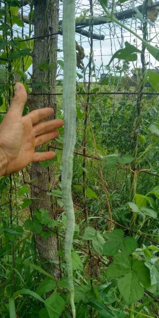 Snake Bean