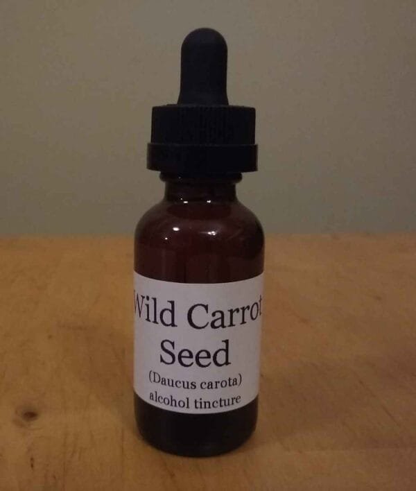 Wild Carrot Tincture - Image 2