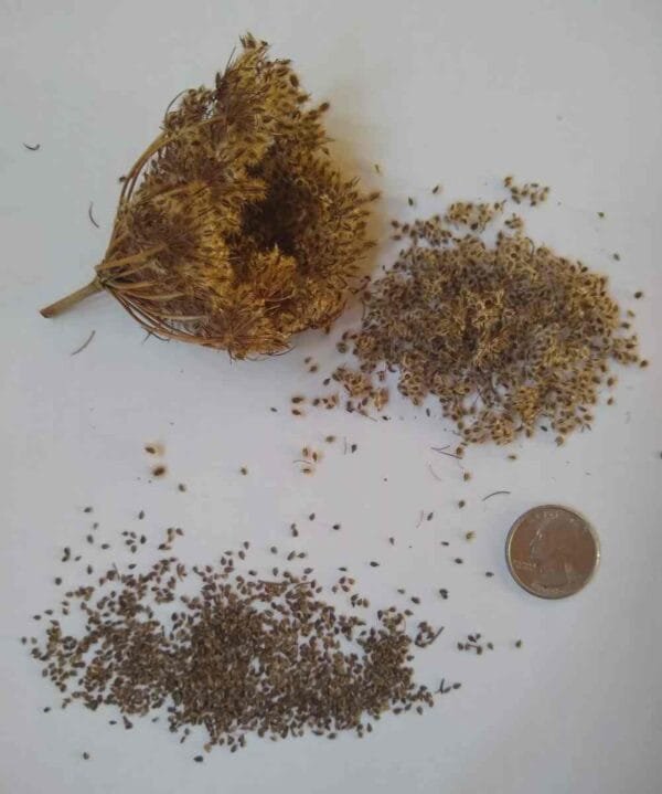 Wild Carrot Tincture - Image 4