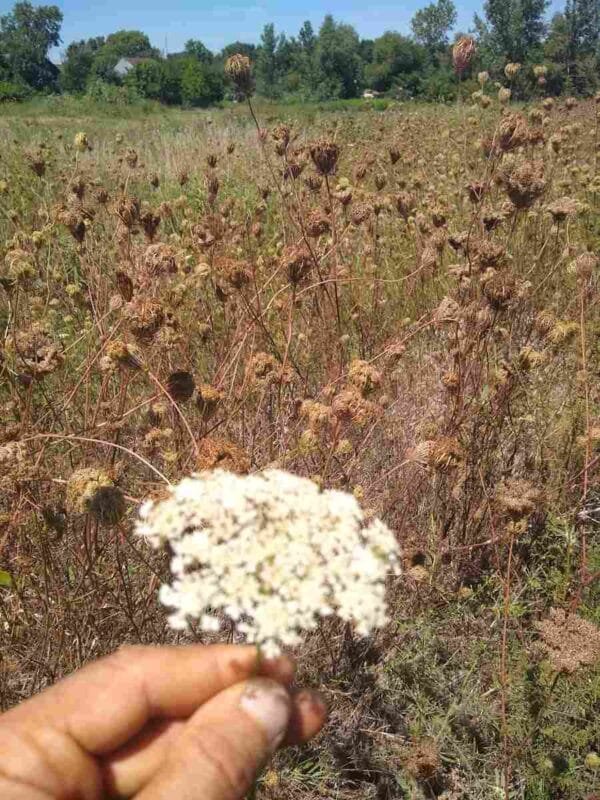Wild Carrot Tincture - Image 5