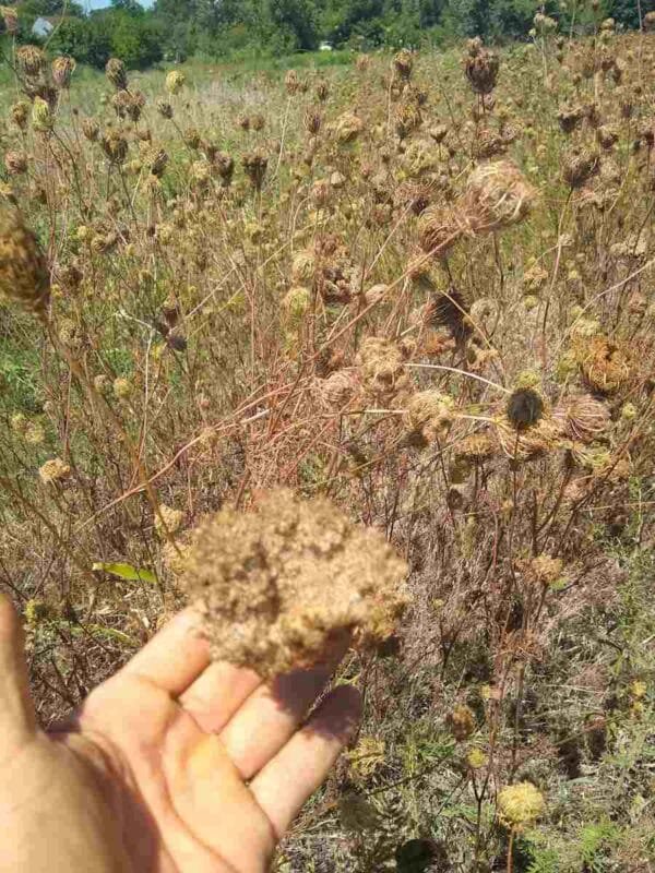 Wild Carrot Tincture - Image 6