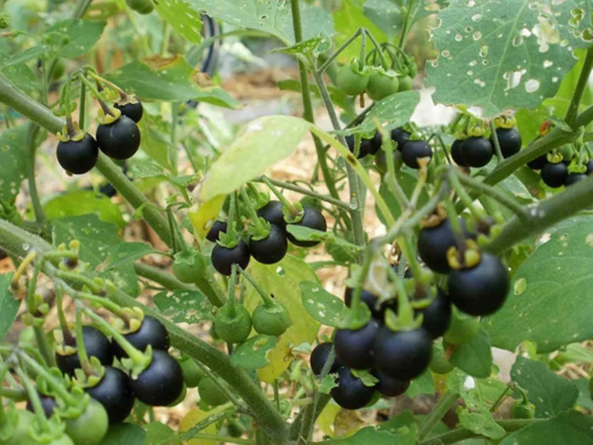 Wonderberry - Image 2