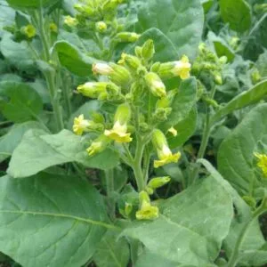 Aztec tobacco