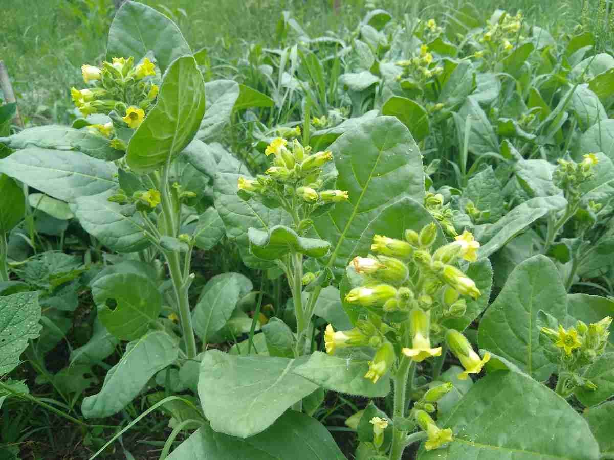 thumbnail image 2 of 100 Sacred Aztec Rustica Organic Tobacco Seeds – Nicotiana Heirloom (NightShade Farm) 2 of 5
