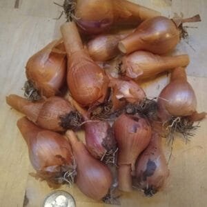 Walking Onion Bulbs