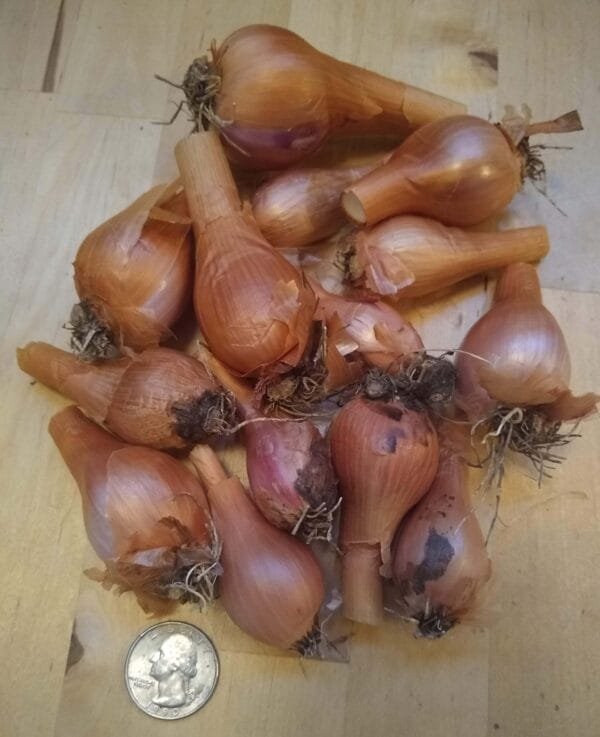 Walking Onion Bulbs