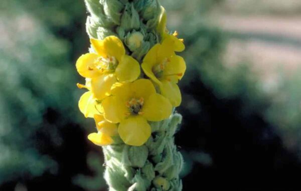 Mullein - Image 5