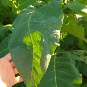 Perique Tobacco