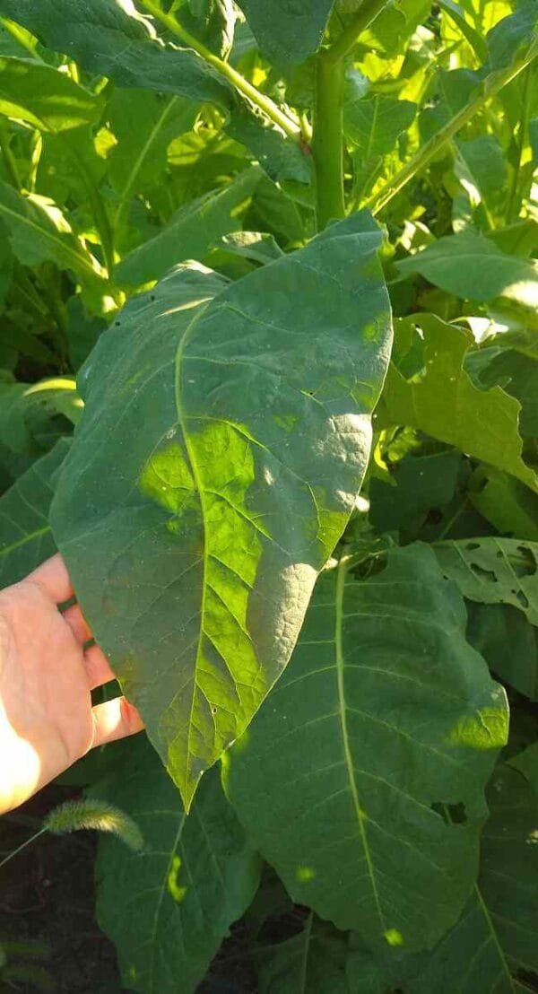 Perique Tobacco