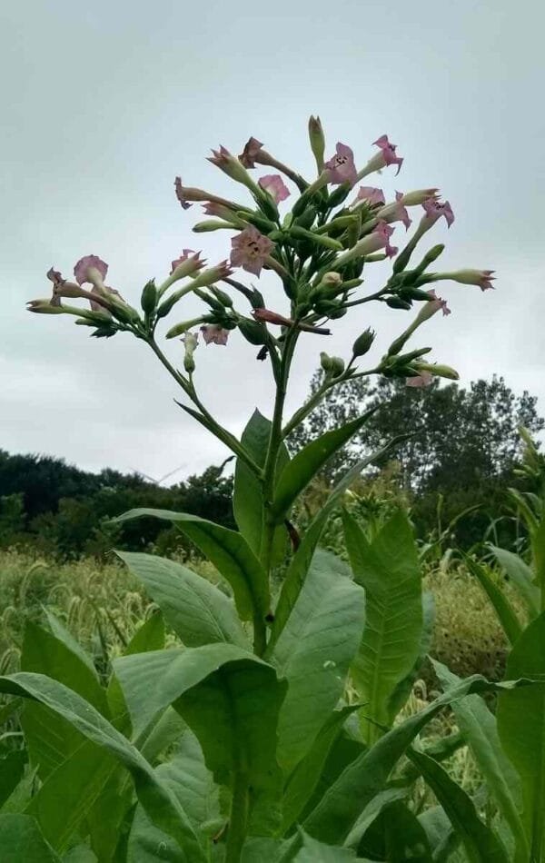 Perique Tobacco - Image 2