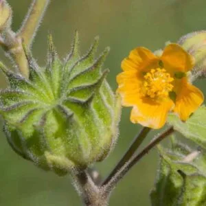 Velvetleaf