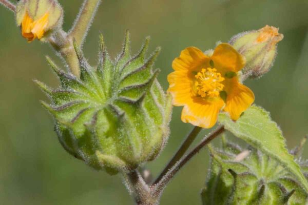 Velvetleaf