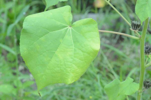 Velvetleaf - Image 2