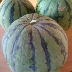 White Sugar Lump Watermelon