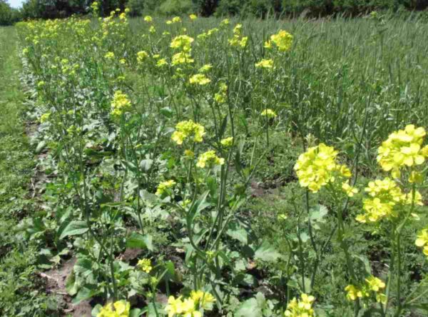 Black Mustard - Image 2