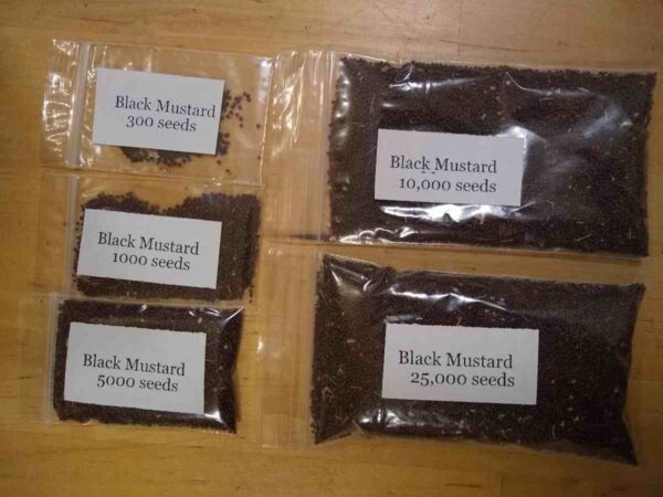 Black Mustard - Image 3