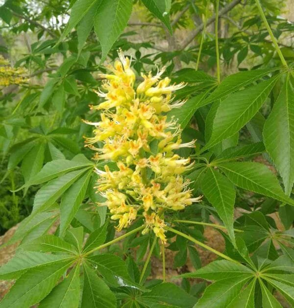 Texas Buckeye