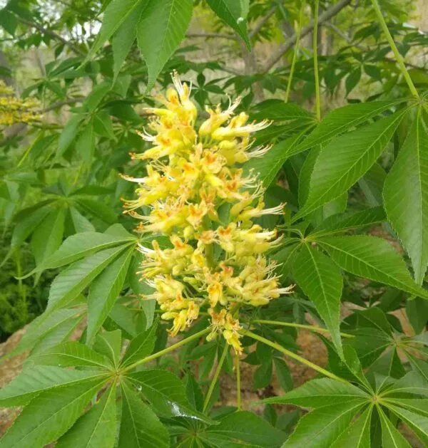 Texas Buckeye