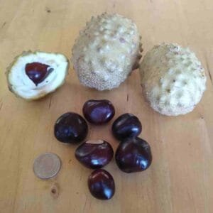 Tree Seeds