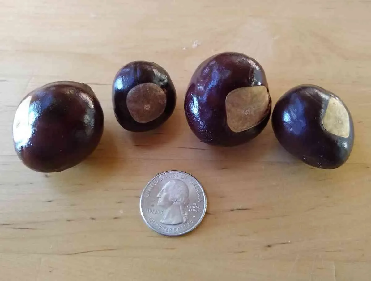 Texas Buckeye - Image 4